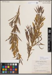 Foto von Salix exigua var. pedicellata (Andersson) Cronquist